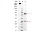 MONKEY IgG (BULK ORDER)